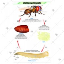 Life History of Housefly