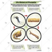 Life History of Mosquito Chart
