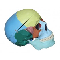 Life Size Colored Model