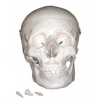 Life Size Skull Model