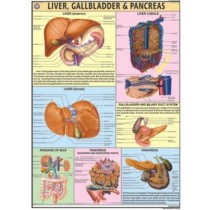 Liver, Gall bladder & Pancreas Chart
