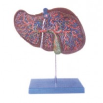 Liver Model