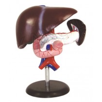 Liver, Pancreas and Duodenum Model