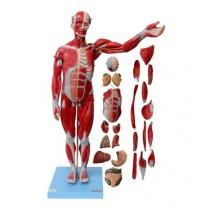 Male Muscle 78 cms Model
