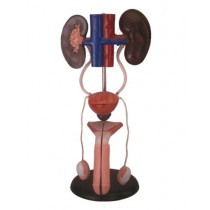 Male Urogenital System model