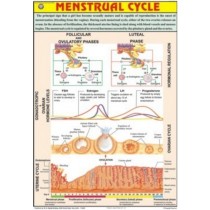Menstrual Cycle Chart