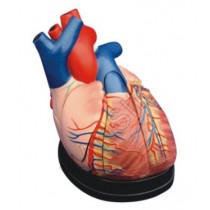 Middle Heart Model