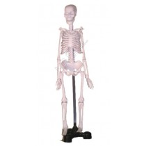 Mini Skeleton Model