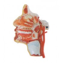 Model of the Head