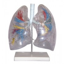 Model of the Transparent Lung Segment Model