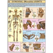 Movable Joints Chart