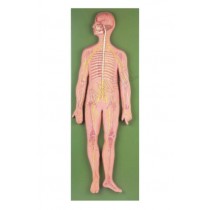 Nervous System Model