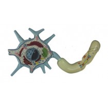 Neuron Model