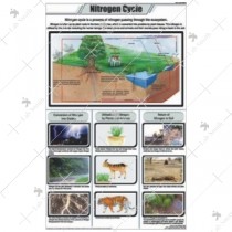 Nitrogen Cycle Chart