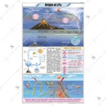 Origin of Life Chart