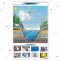 Oxygen cycle Chart