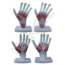 Palm Anatomy Model