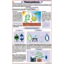 Photosynthesis Chart