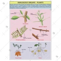 Plant Analogous Organ Chart
