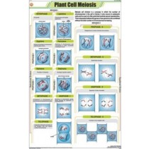 Plant Cell Meiosis Chart