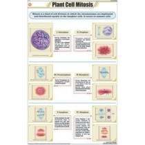 Plant Cell Mitosis Chart