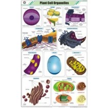 Plant Cell Organelles Chart