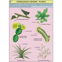Plant Homologous Organ Chart