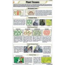 Plant Tissues Chart