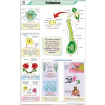 Pollination Chart