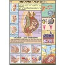 Pregnancy and Birth chart