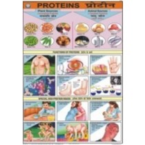 Proteins Chart