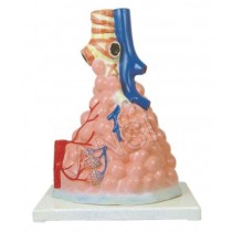 Pulmonary Alveoli Model Magnified Model