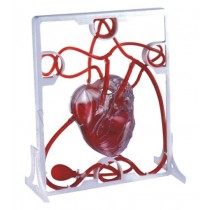 Pumping Heart Model