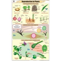 Reproduction in Plants Chart