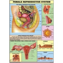 Reproductive (Female) chart
