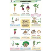 Root Modifications Chart