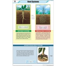 Root System Chart