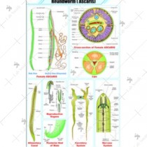 Roundworm