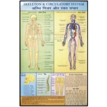 Skeleton & Circulatory System Chart