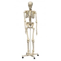 Skeleton with Stand Model