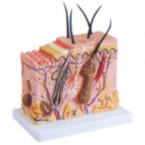 Skin Block Model