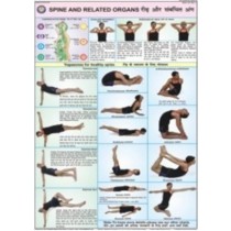 Spine & Related Organs Chart