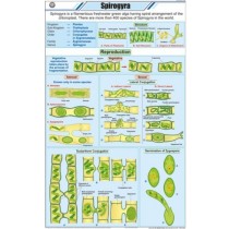 Spirogyra