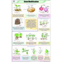 Stem Modification