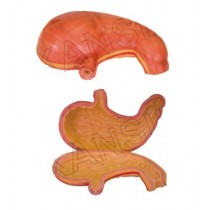Stomach Model