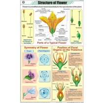 Structure of Flower Chart