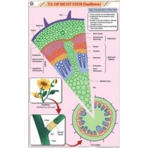 T.S. Dicot Stem Chart
