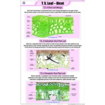 T.S. Leaf Dicot
