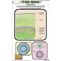 T.S. root - Monocot Chart