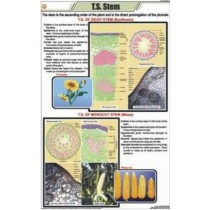T.S. Stem - Monocot chart